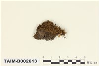 藏品(叢苔科)的圖片